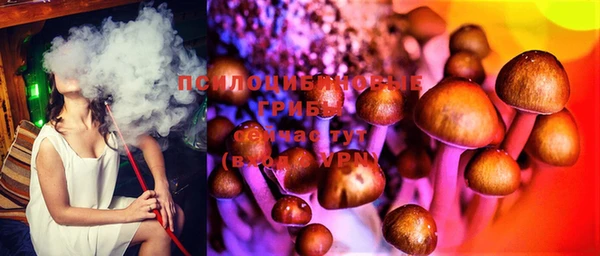 индика Аркадак